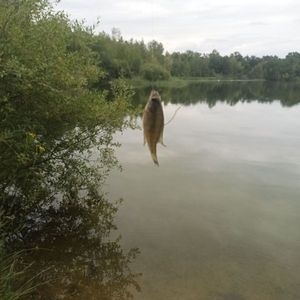 Largemouth Bass
