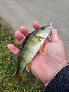 European Perch