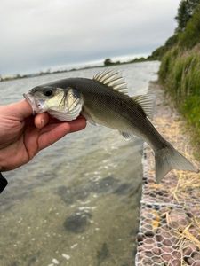 European Bass (Seabass)