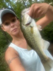 Largemouth Bass