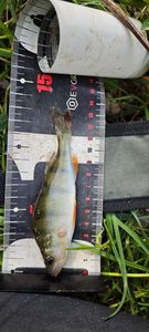 European Perch