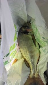 Gilthead Seabream