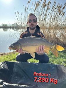 Mirror Carp