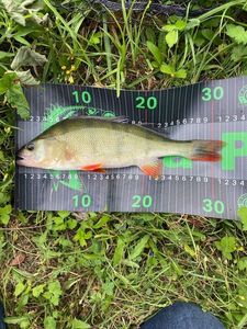 European Perch