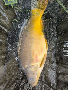 Mirror Carp