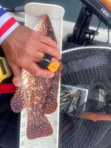 Ballan Wrasse