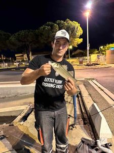 European Bass (Seabass)