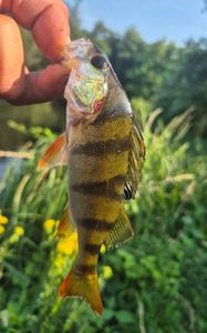 European Perch
