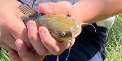Black Bullhead