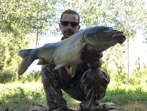 Common Carp