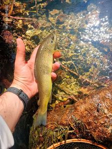 Brown Trout