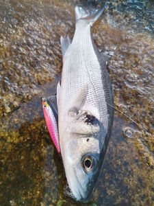European Bass (Seabass)