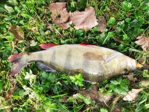 European Perch
