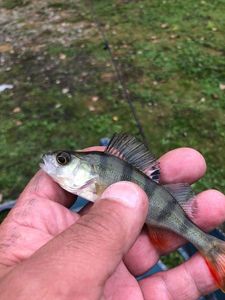 European Perch