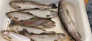 Rainbow Trout