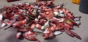 Rabbit Fish
