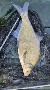 Common Bream
