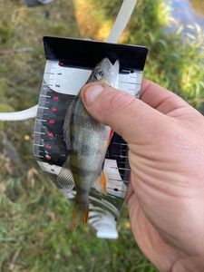 European Perch