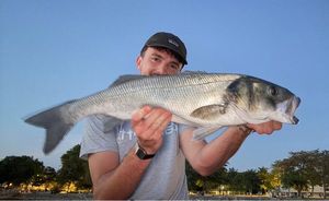 European Bass (Seabass)