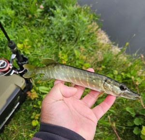 Northern Pike