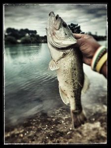 Smallmouth Bass