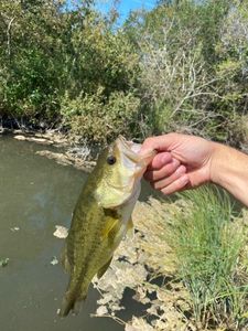 Smallmouth Bass