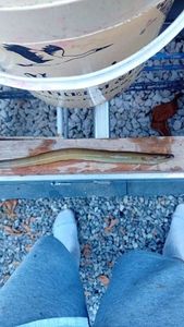 European Eel (Common Eel)