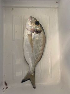 Gilthead Seabream