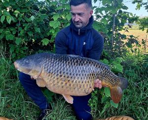 Common Carp