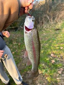 Rainbow Trout