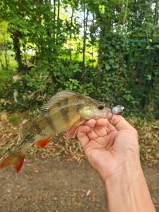 European Perch