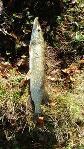 Northern Pike