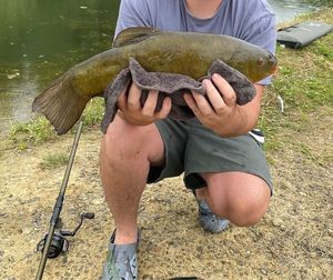 Tench