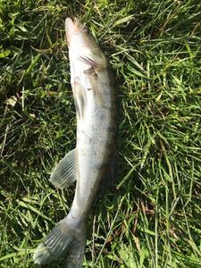 Zander
