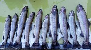 Rainbow Trout