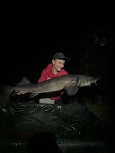 Sturgeon