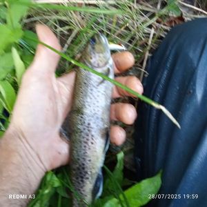 Brown Trout