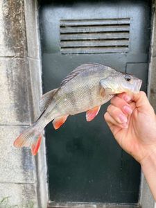 European Perch