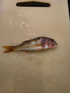 Surmullet