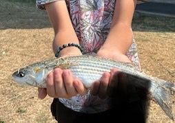 Thicklip Grey Mullet