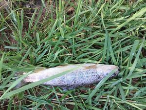 Brown Trout