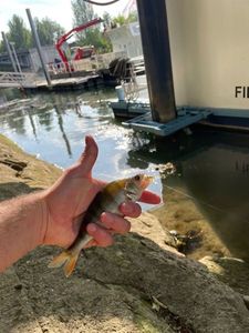 European Perch