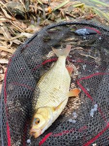 Prussian Carp