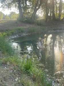 Grenouille