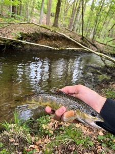 Brown Trout