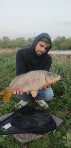 Common Carp