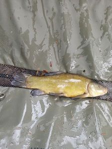 Tench
