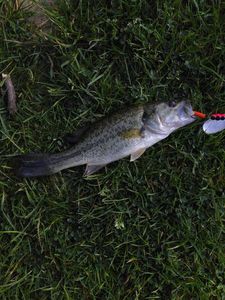 Largemouth Bass
