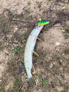 Northern Pike