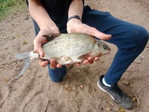 Blue Bream